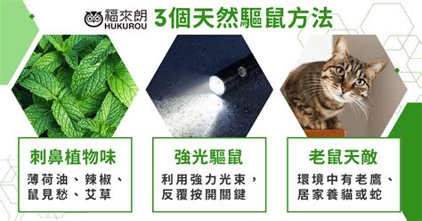 綠色老鼠|3個天然驅鼠方法實用大公開！老鼠會自己離開嗎？驅鼠劑哪裡買？